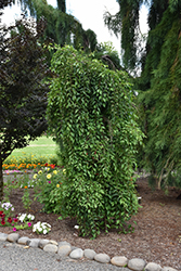 Fragrant Fountain Japanese Snowbell (Styrax japonicus 'Fragrant Fountain') at Lakeshore Garden Centres