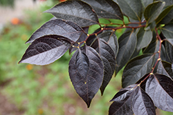 Evening Light Japanese Snowbell (Styrax japonicus 'Evening Light') at Lakeshore Garden Centres