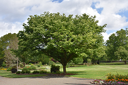 Village Green Zelkova (Zelkova serrata 'Village Green') at Lakeshore Garden Centres