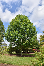 Emerald City Tuliptree (Liriodendron tulipifera 'JFS-Oz') at Lakeshore Garden Centres