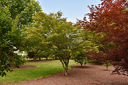 Glowing Embers Japanese Maple (Acer palmatum 'Glowing Embers') at Lakeshore Garden Centres
