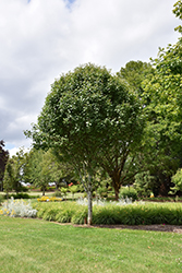 Jack Ornamental Pear (Pyrus calleryana 'Jaczam') at Lakeshore Garden Centres