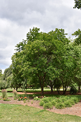 Millstone Japanese Pagoda Tree (Sophora japonica 'Halka') at Lakeshore Garden Centres