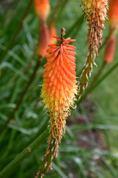Flamenco Mix Torchlily (Kniphofia 'Flamenco') at Lakeshore Garden Centres