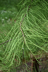 Greenfeather Pond Cypress (Taxodium ascendens 'Carolyn Malone') at Lakeshore Garden Centres