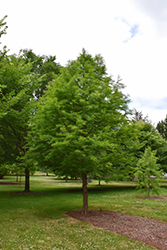 Green Whisper Baldcypress (Taxodium distichum 'JFS-SGPN') at Lakeshore Garden Centres