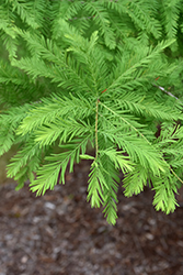 Green Whisper Baldcypress (Taxodium distichum 'JFS-SGPN') at Lakeshore Garden Centres