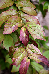 Persian Spire Parrotia (Parrotia persica 'JLColumnar') at Lakeshore Garden Centres