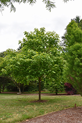 Heartland Catalpa (Catalpa speciosa 'Hiawatha 2') at Lakeshore Garden Centres