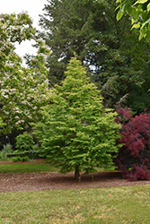 Jade Prince Dawn Redwood (Metasequoia glyptostroboides 'JFS-PN3Legacy') at Lakeshore Garden Centres