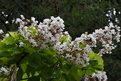 Heartland Catalpa (Catalpa speciosa 'Hiawatha 2') at Lakeshore Garden Centres