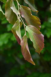 Ruby Vase Parrotia (Parrotia persica 'Ruby Vase') at Lakeshore Garden Centres