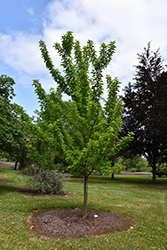 Wichita Osage Orange (Maclura pomifera 'Wichita') at Lakeshore Garden Centres
