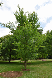 Colonial Spirit Elm (Ulmus americana 'JFS-Prince II') at Lakeshore Garden Centres