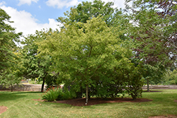 Red November Amur Maple (Acer ginnala 'JFS-UGA') at Lakeshore Garden Centres