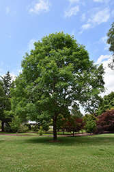 Georgia Gem Green Ash (Fraxinus pennsylvanica 'Oconee') at Lakeshore Garden Centres
