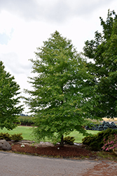 Afterburner Black Gum (Nyssa sylvatica 'David Odom') at Lakeshore Garden Centres