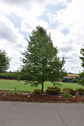 Red Rage Black Gum (Nyssa sylvatica 'Haymanred') at Lakeshore Garden Centres