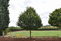 Summer Sprite Linden (Tilia cordata 'Halka') at Lakeshore Garden Centres