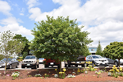 MaacNificent Amur Maackia (Maackia amurensis 'JFS-Schichtel1') at Peter Knippel Garden Centre