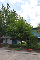 Snow Charm Japanese Snowbell (Styrax japonicus 'JFS-E') at Lakeshore Garden Centres