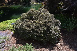 County Park Dwarf Kohuhu (Pittosporum tenuifolium 'County Park Dwarf') at Lakeshore Garden Centres