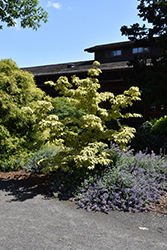 Summer Gold Chinese Dogwood (Cornus kousa 'Summer Gold') at Lakeshore Garden Centres