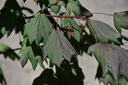 Plum Passion Vine Maple (Acer circinatum 'MonCir') at Lakeshore Garden Centres