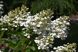 Unique Hydrangea (Hydrangea paniculata 'Unique') at Lakeshore Garden Centres
