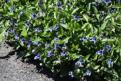 Caerulea Solitary Clematis (Clematis integrifolia 'Caerulea') at Lakeshore Garden Centres