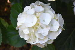 Seaside Serenade Cape Lookout Hydrangea (Hydrangea macrophylla 'HORTMABLO') at Lakeshore Garden Centres