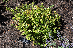 Leafscape Little Flames Fetterbush (Leucothoe fontanesiana 'Little Flames') at Lakeshore Garden Centres