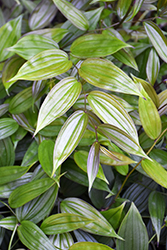 Liftoff Chinese Fairy Bells (Disporum longistylum 'MonLift') at Lakeshore Garden Centres