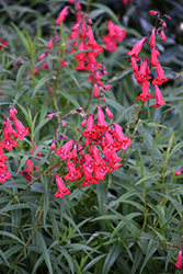 Cherry Glow Beard Tongue (Penstemon 'Cherry Glow') at Lakeshore Garden Centres