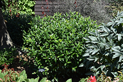Chestnut Hill Cherry Laurel (Prunus laurocerasus 'Chestnut Hill') at Lakeshore Garden Centres