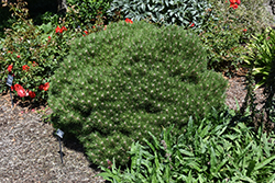 Bambino Dwarf Austrian Pine (Pinus nigra 'Bambino') at Lakeshore Garden Centres