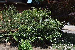 Handsome Devil Viburnum (Viburnum 'Le Bois Marquis') at Lakeshore Garden Centres