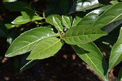 Handsome Devil Viburnum (Viburnum 'Le Bois Marquis') at Lakeshore Garden Centres