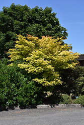 Autumn Moon Full Moon Maple (Acer shirasawanum 'Autumn Moon') at Peter Knippel Garden Centre