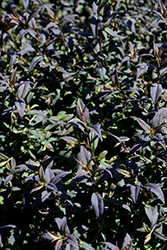 Prince Calico Aster (Symphyotrichum lateriflorum 'Prince') at Lakeshore Garden Centres