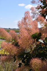 Magical Green Fountain Smoke Tree (Cotinus coggygria 'Kolcot') at Lakeshore Garden Centres