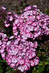 Volcano Pink with White Eye Garden Phlox (Phlox paniculata 'Barthirtyfive') at Lakeshore Garden Centres