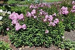 Volcano Pink with White Eye Garden Phlox (Phlox paniculata 'Barthirtyfive') at Lakeshore Garden Centres
