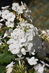 Volcano White Garden Phlox (Phlox paniculata 'Barthirtytwo') at Lakeshore Garden Centres