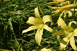 Easy Ned Daylily (Hemerocallis 'Easy Ned') at Lakeshore Garden Centres