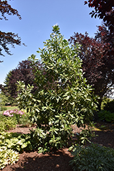 Pewter Pillar Winter's Bark (Drimys winteri 'Pewter Pillar') at Lakeshore Garden Centres