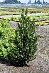 Emerald Colonnade Holly (Ilex 'RutHol1') at Lakeshore Garden Centres