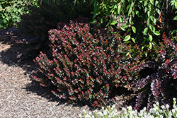 Midnight Ruby Barberry (Berberis thunbergii 'Miruzam') at Lakeshore Garden Centres