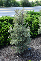 Spring Cream Variegated Tasmanian Leatherwood (Eucryphia lucida 'Spring Cream') at Lakeshore Garden Centres