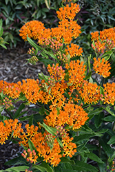 Gay Butterflies Butterfly Weed (Asclepias tuberosa 'Gay Butterflies') at Peter Knippel Garden Centre